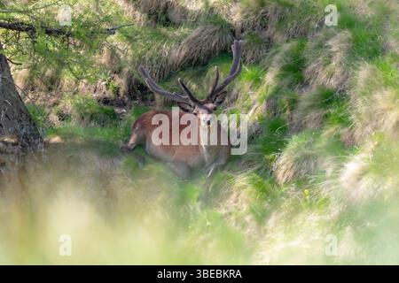 Massiccio cervo selvatico (Cervus elpahus) che riposa nel fitto bosco di pini in un pomeriggio estivo sulle Alpi italiane. Luglio, orizzontale. Foto Stock