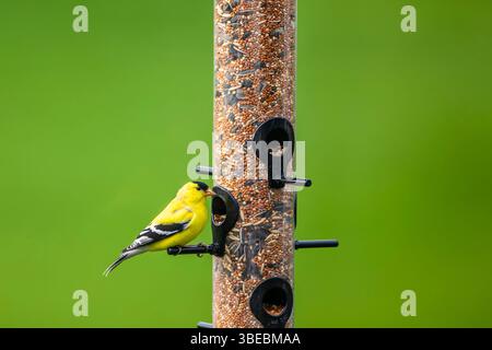 Goldfinch americano maschio all'uccello feeder Foto Stock