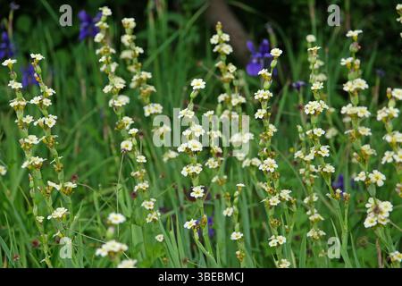 Sisyrinchium striatum, erba dagli occhi giallo pallido, in fiore. Foto Stock