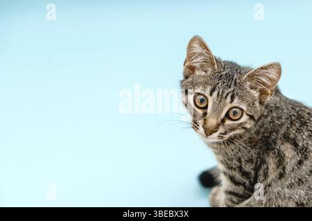 Primo piano gattino tabby ritratto grigio. Occhi grandi e faccia carina. Ritratto gatto su sfondo blu. Malattia veterinaria oftalmologica degli animali. Medico veterinario Foto Stock
