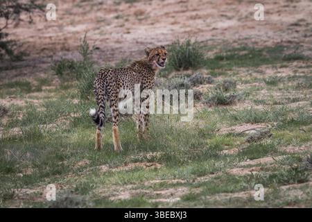 Giovane Cheetah guardando indietro e chiamando nel Kgalagadi Transborder Park, Sudafrica, Africa Foto Stock
