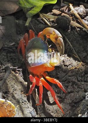Granchio rosso (Gecarcinus quadratus) Foto Stock
