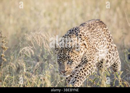 Il giovane leopardo balza nell'erba alta del Kruger National Park, Sudafrica, Africa Foto Stock