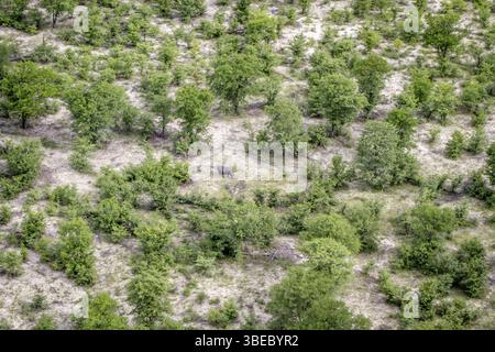 Vista aerea di un ippopotamo nel Delta dell'Okavango, Botswana, Africa Foto Stock