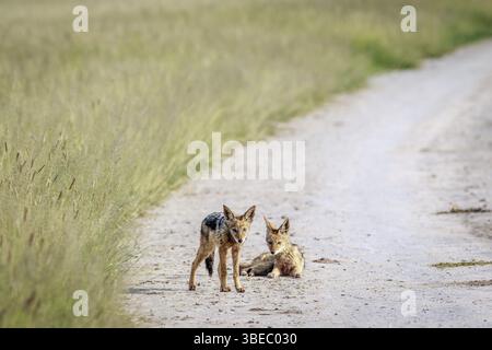 Due sciacalli neri sulla strada nel kalahari centrale, Botswana, Africa Foto Stock