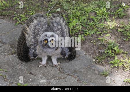 Gufo comune (Asio otus) Foto Stock