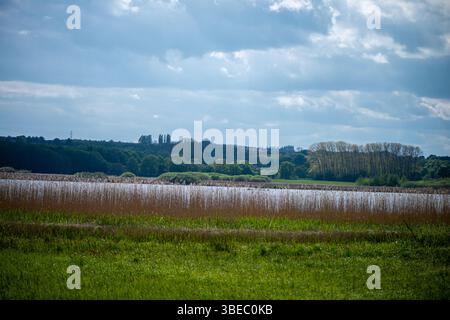 Una vista serena delle zone umide con canne dense, che mostra la bellezza e l'importanza ecologica degli habitat paludosi ricchi di biodiversità. Foto Stock
