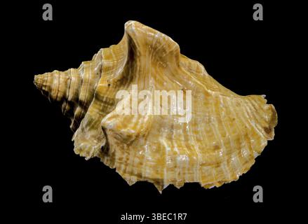 Primo piano di una conchiglia dorata Strombus costatus su sfondo nero, che mostra texture e contrasti intricati, Ucraina, Europa Foto Stock