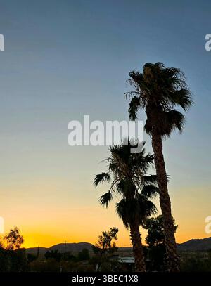 Palme sagomate al tramonto a Joshua Tree, California, con un caldo bagliore del deserto nel cielo. Foto Stock