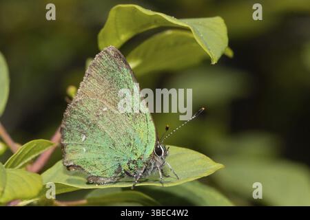 Strisce di capelli verdi, strisce di capelli di mora (Callophrys rubi) Foto Stock