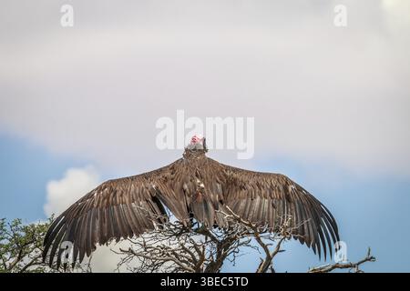 Avvoltoio di Lappet che si estende le ali nel Kgalagadi Transborder Park, Sudafrica, Africa Foto Stock