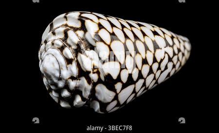 Un sorprendente primo piano della conchiglia di Conus marmoreus, che mostra il suo intricato motivo in marmo bianco e nero su una superficie liscia, isolata contro un les Foto Stock