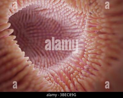 Rendering 3d primo piano dei microvilli intestini. Microbioma intestinale e apparato digerente umano . Illustrazione 3d di alta qualità Foto Stock