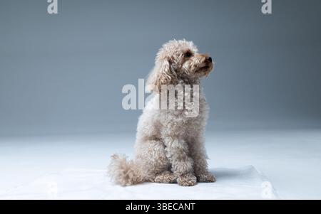 Barboncino bianco miniaturizzato su sfondo chiaro. Un colpo di studio di un cane. Maltipoo Foto Stock