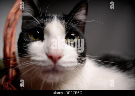 ritratto di gatto angolare in bianco e nero in studio Foto Stock