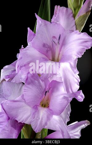 Bellissimo gladiolo rosa in fiore isolato su sfondo nero. Fiore primo piano, Odessa, Ucraina, Europa Foto Stock