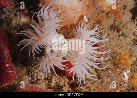 Anemone tigre (Nemanthus annamensis) Foto Stock
