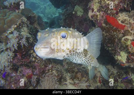 Merluzzo maculato giallo (Cyclichthys spilostylus) Foto Stock
