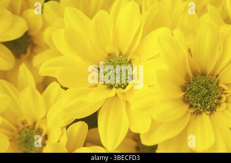 Un macrosolato di fiori a margherita con petali gialli e polline verde Foto Stock