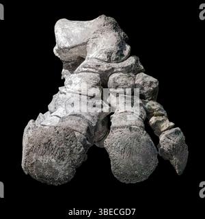 Piede completo di Glyptodont Hind (Glyptotherium floridanum), Golfo del Messico, Venezia, Florida, Stati Uniti Foto Stock