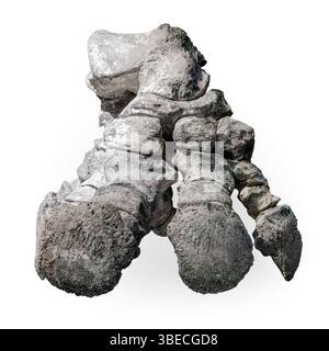 Piede completo di Glyptodont Hind (Glyptotherium floridanum), Golfo del Messico, Venezia, Florida, Stati Uniti Foto Stock