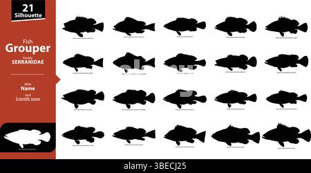 Set vettoriale con nome e nome scientifico della specie di pesci cernie – Serranidae Family Collection Illustrazione Vettoriale