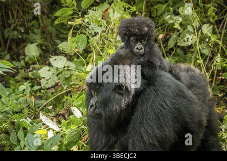 Baby Mountain gorilla seduto su sua madre nel Parco Nazionale di Virunga, Repubblica Democratica del Congo Foto Stock