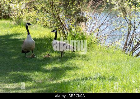 Oche del Canada (Branta canadensis) con imbragature in piedi su erba verde vicino a uno stagno in una giornata di sole in un parco primaverile Foto Stock