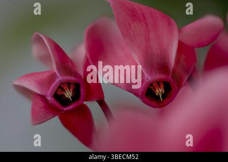 Ciclamino, ciclamino persicum, fiori, Primulaceae (ciclamino persicum, Flores) Foto Stock