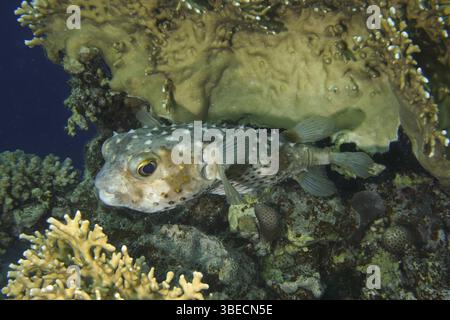 Merluzzo maculato giallo (Cyclichthys spilostylus) Foto Stock