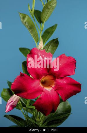 Splendida Dipladenia in fiore rossa o mandevilla su sfondo blu. Fiore primo piano, Odessa, Ucraina, Europa Foto Stock