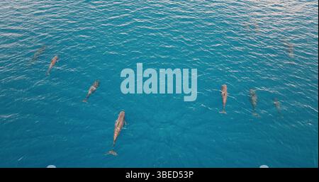 Delfini e balene che nuotano con grazia in un meraviglioso oceano blu, formando una vivace capsula e creando una scena affascinante, catturata da una prospettiva aerea. Natura selvaggia, vista dall'alto sullo sfondo del viaggio in mare Foto Stock