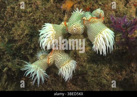 Anemone tigre (Nemanthus annamensis) Foto Stock