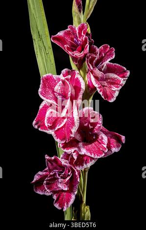 Splendido Gladiolus Jiri Vaclavik rosso fiorito isolato su sfondo nero. Fiore primo piano, Odessa, Ucraina, Europa Foto Stock