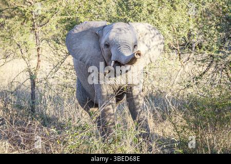 Giocoso elefante nel Parco Nazionale di Kruger, Sudafrica, Africa Foto Stock
