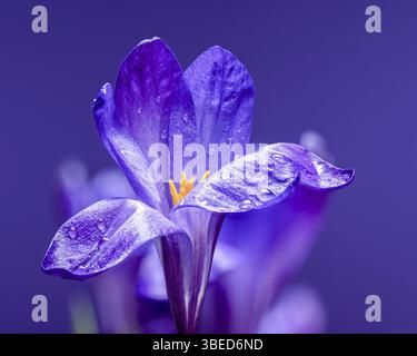 Un primo piano cattura la delicata bellezza di un fiore viola di Crocus vernus adornato da scintillanti goccioline d'acqua, illuminato da una luce soffusa, Odessa, Regno Unito Foto Stock