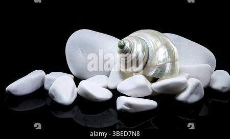 Primo piano di una conchiglia di lumaca di turbano perlato che poggia tra due pietre bianche lisce su uno sfondo nero. La superficie iridescente del guscio contrasta W. Foto Stock
