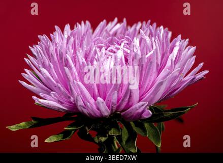 Splendido aster Lady Coral rosa in fiore su sfondo rosso. Fiore primo piano, Odessa, Ucraina, Europa Foto Stock