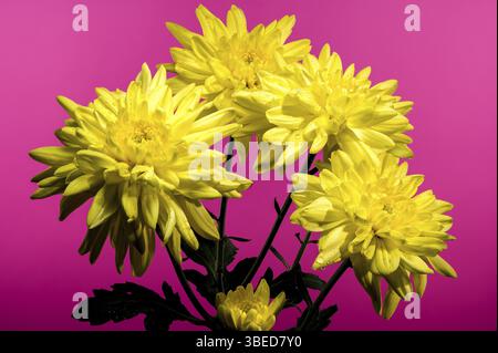 Fiore giallo Crisanthemum Amour su sfondo rosa. Fiore primo piano, Odessa, Ucraina, Europa Foto Stock