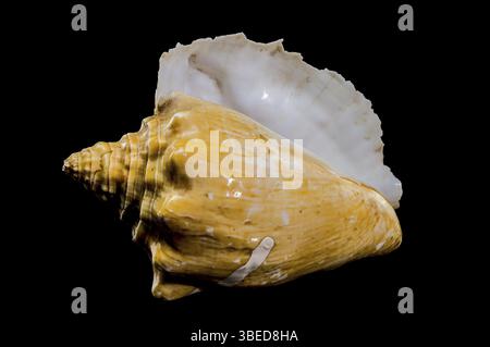 Primo piano di una conchiglia dorata Strombus costatus su sfondo nero, che mostra texture e contrasti intricati, Ucraina, Europa Foto Stock