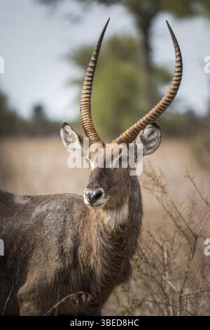 Protagonista di Waterbuck nel Parco Nazionale di Kruger, Sudafrica, Africa Foto Stock