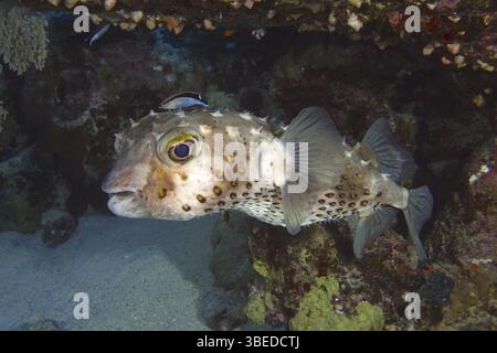 Merluzzo maculato giallo (Cyclichthys spilostylus) Foto Stock