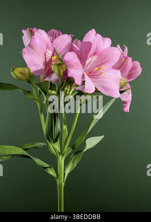 Bellissimo fiore in fiore dell'Alstroemeria rosa su sfondo verde. Primo piano teste di fiori, Odessa, Ucraina, Europa Foto Stock