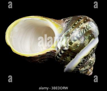 Guscio di GRANCHIO Hermit Turbo con bande GIADA VERDE lucidato su sfondo nero, che mostra texture e motivi intricati, Ucraina, Europa Foto Stock