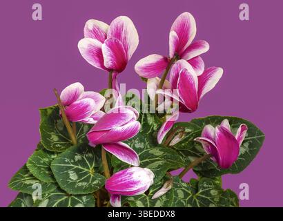Fiori di persico ciclamino in fiore. Primo piano su sfondo rosa, Odessa, Ucraina, Europa Foto Stock