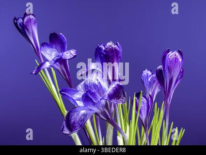 Un primo piano cattura la delicata bellezza di un fiore viola di Crocus vernus adornato da scintillanti goccioline d'acqua, illuminato da una luce soffusa, Odessa, Regno Unito Foto Stock