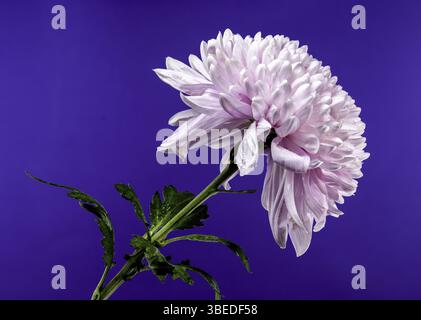 Rosa fiorente crisantemo rossano scuro su sfondo viola. Fiore primo piano, Odessa, Ucraina, Europa Foto Stock