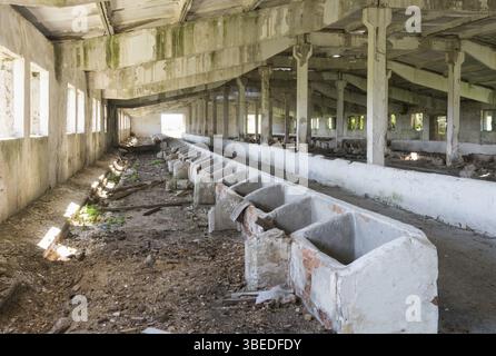 Vecchia stalla abbandonata, vista dall'interno dell'edificio Foto Stock