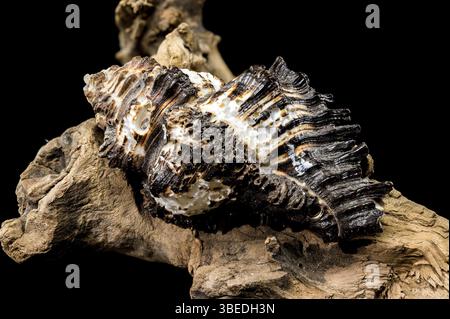 Un primo piano di una robusta conchiglia murex nera con accenti bianchi appoggiati su una pelle d'acqua intemprata, su uno sfondo nero, che ne mette in risalto la complessità Foto Stock