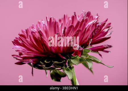 Splendido aster Lady Coral rosso in fiore su sfondo rosa. Fiore primo piano, Odessa, Ucraina, Europa Foto Stock